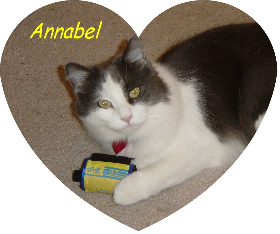 pic of Annabel Cat